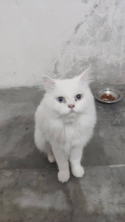 person cat for sale in long coted and blue eyes cat