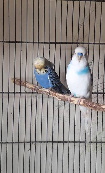 budgie