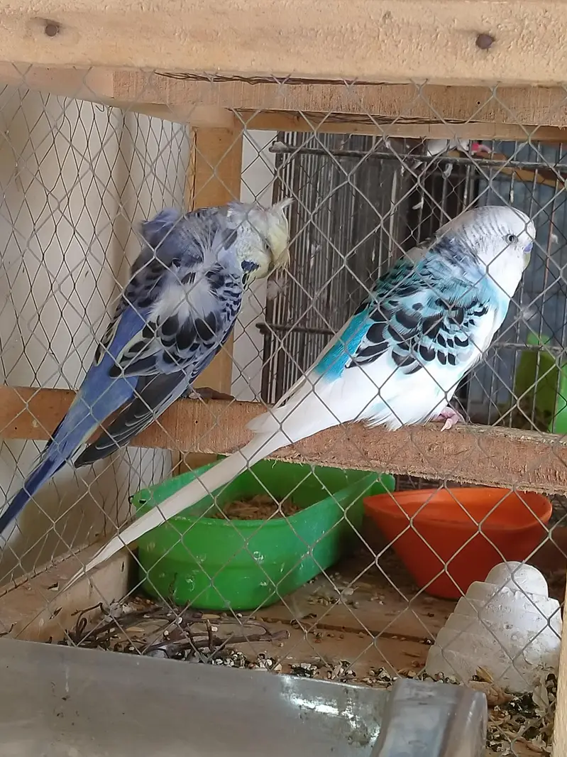 budgie — photo 2