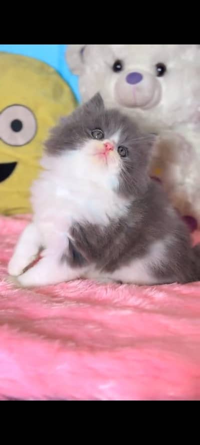 Quality Persian Punchface cat & kitten. moreWhatsApp 03714663282