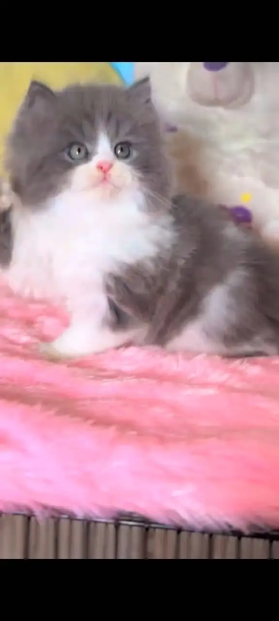 Quality Persian Punchface cat & kitten. moreWhatsApp 03714663282 — photo 2