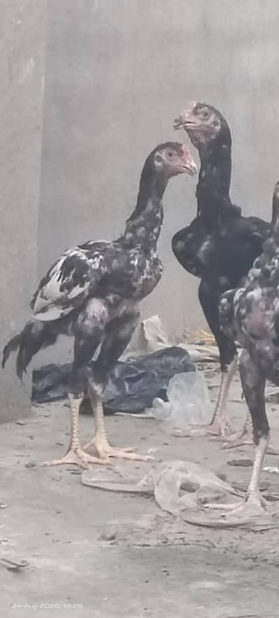 Excellent Breed پٹھے