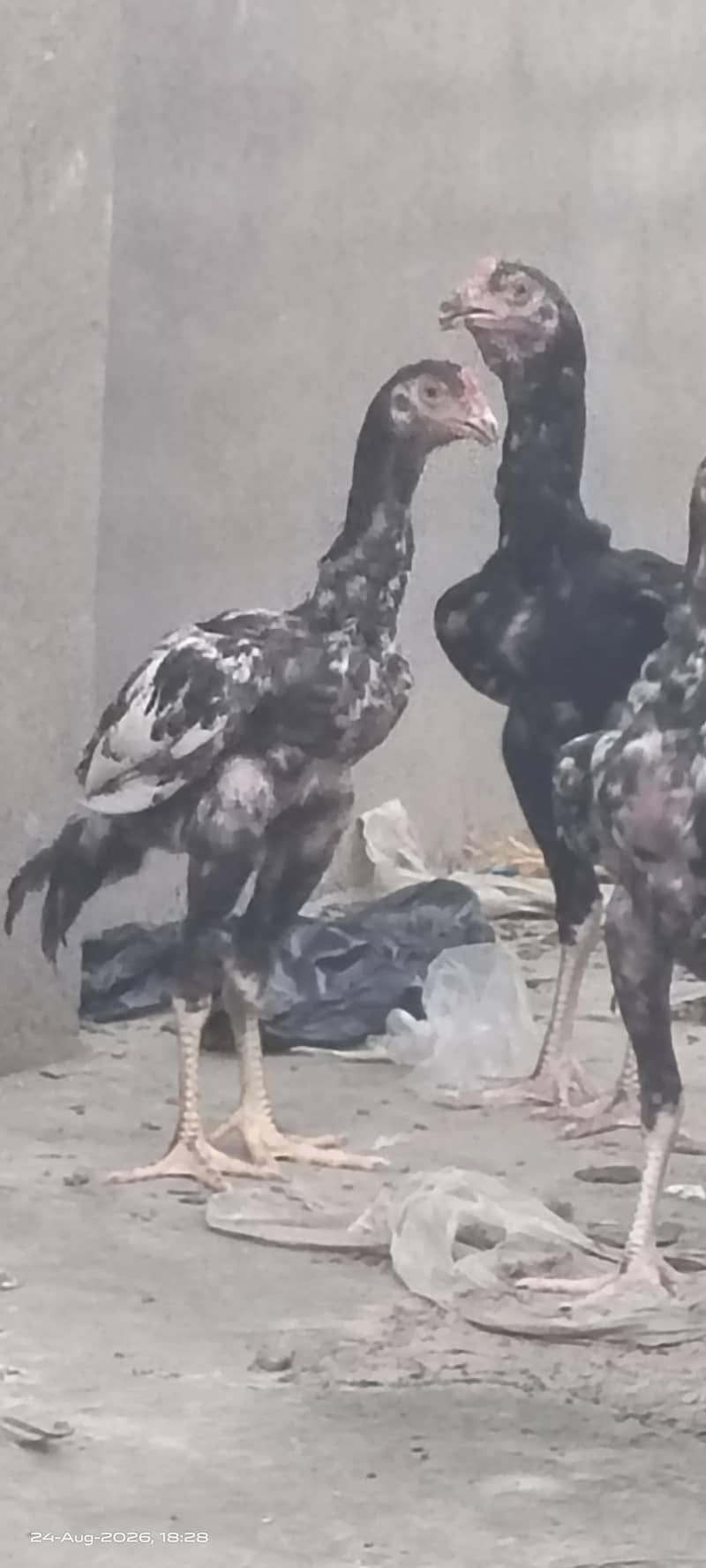 Excellent Breed پٹھے 0