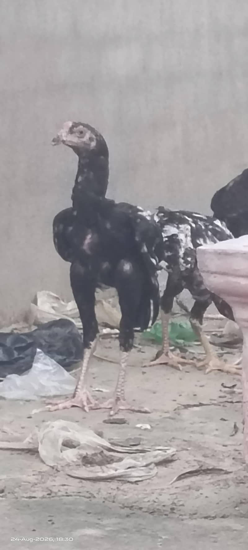 Excellent Breed پٹھے 1
