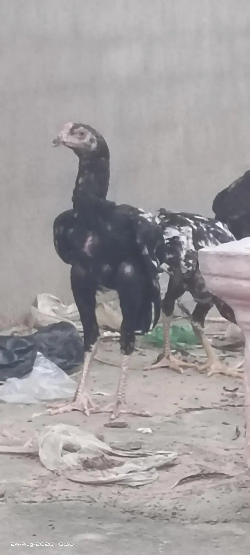 Excellent Breed پٹھے — photo 2
