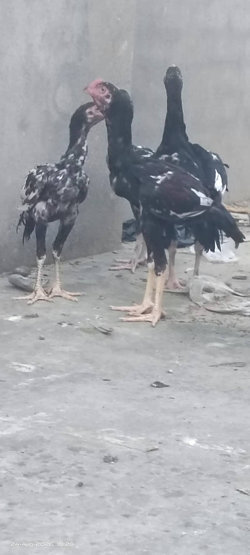 Excellent Breed پٹھے 2