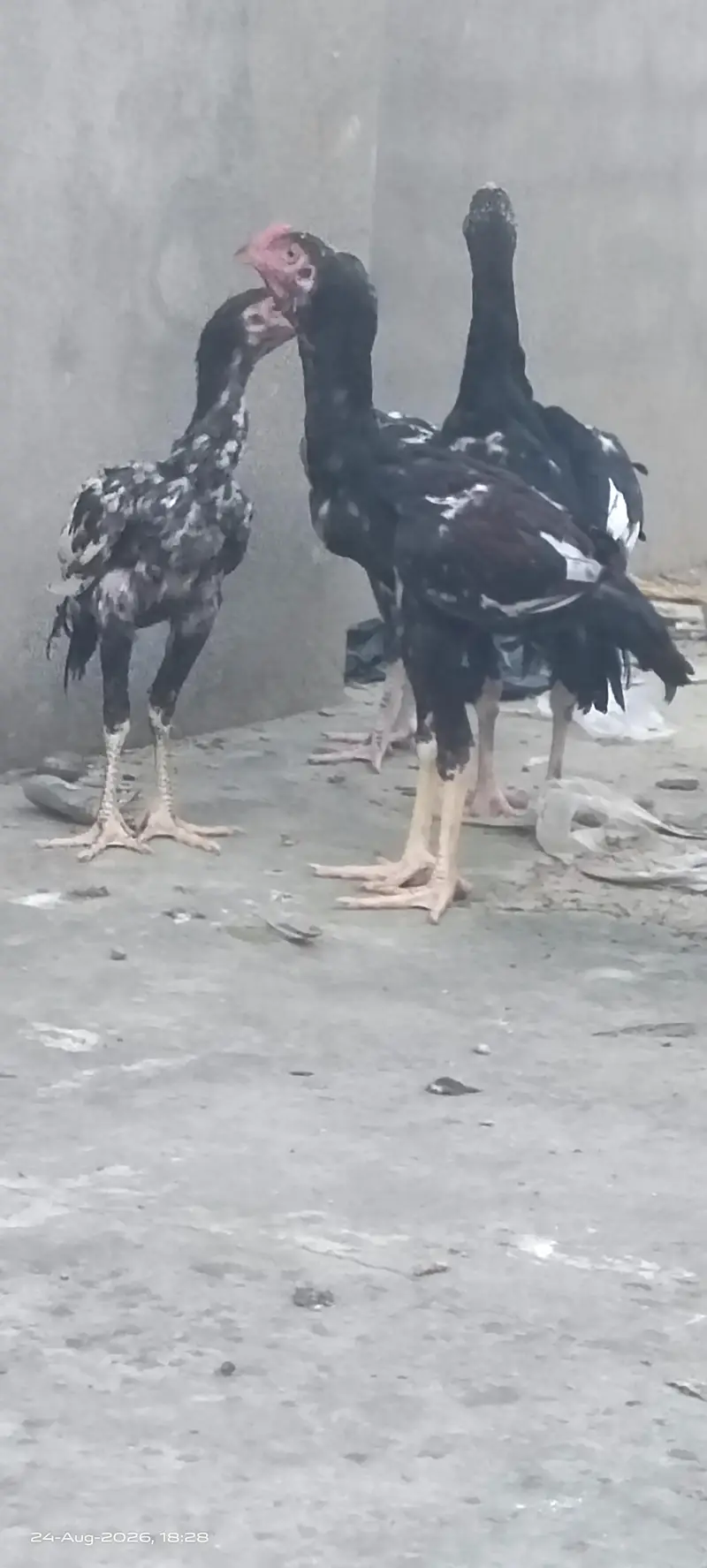 Excellent Breed پٹھے — photo 3