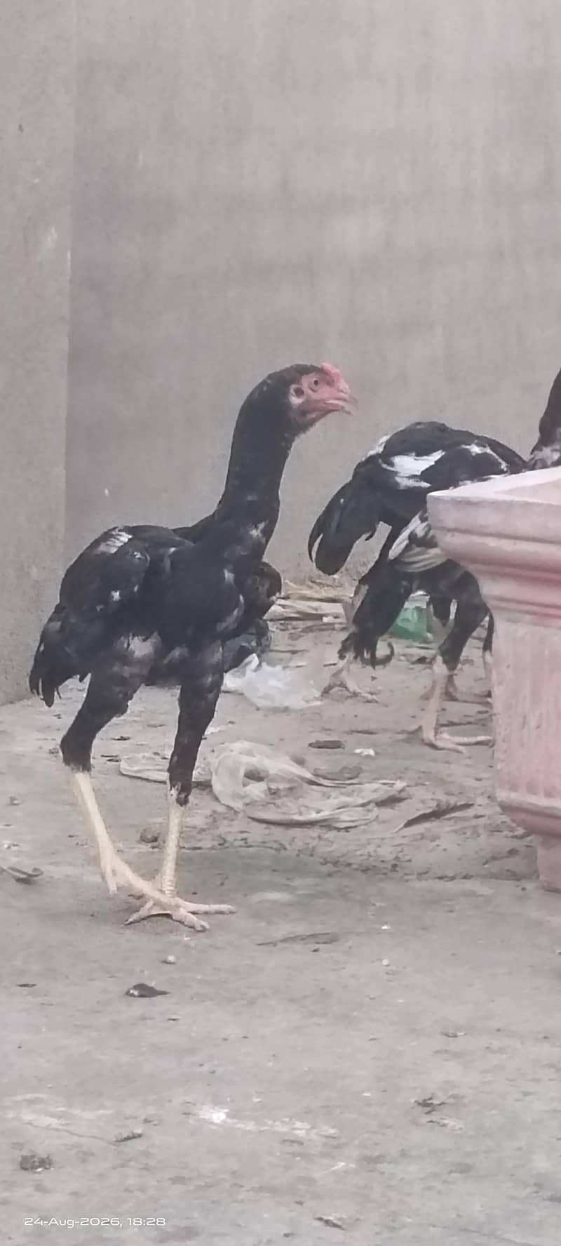 Excellent Breed پٹھے 3