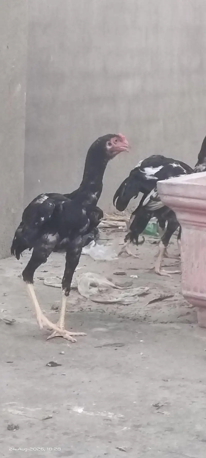 Excellent Breed پٹھے — photo 4
