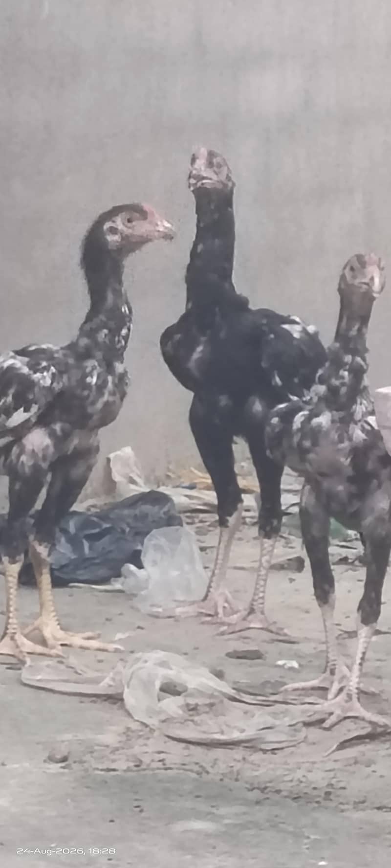 Excellent Breed پٹھے 4
