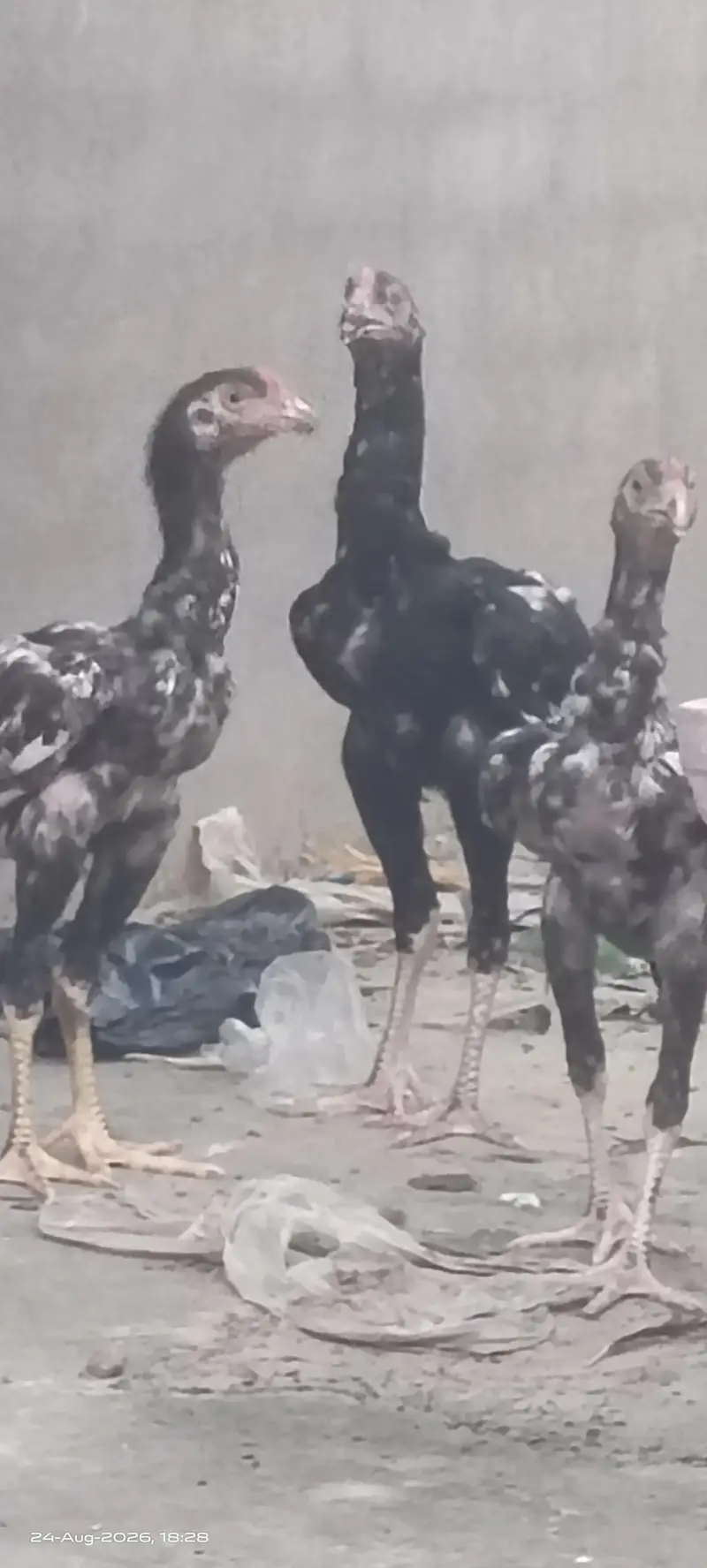 Excellent Breed پٹھے — photo 5