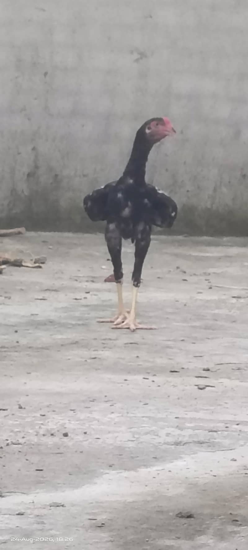 Excellent Breed پٹھے 5