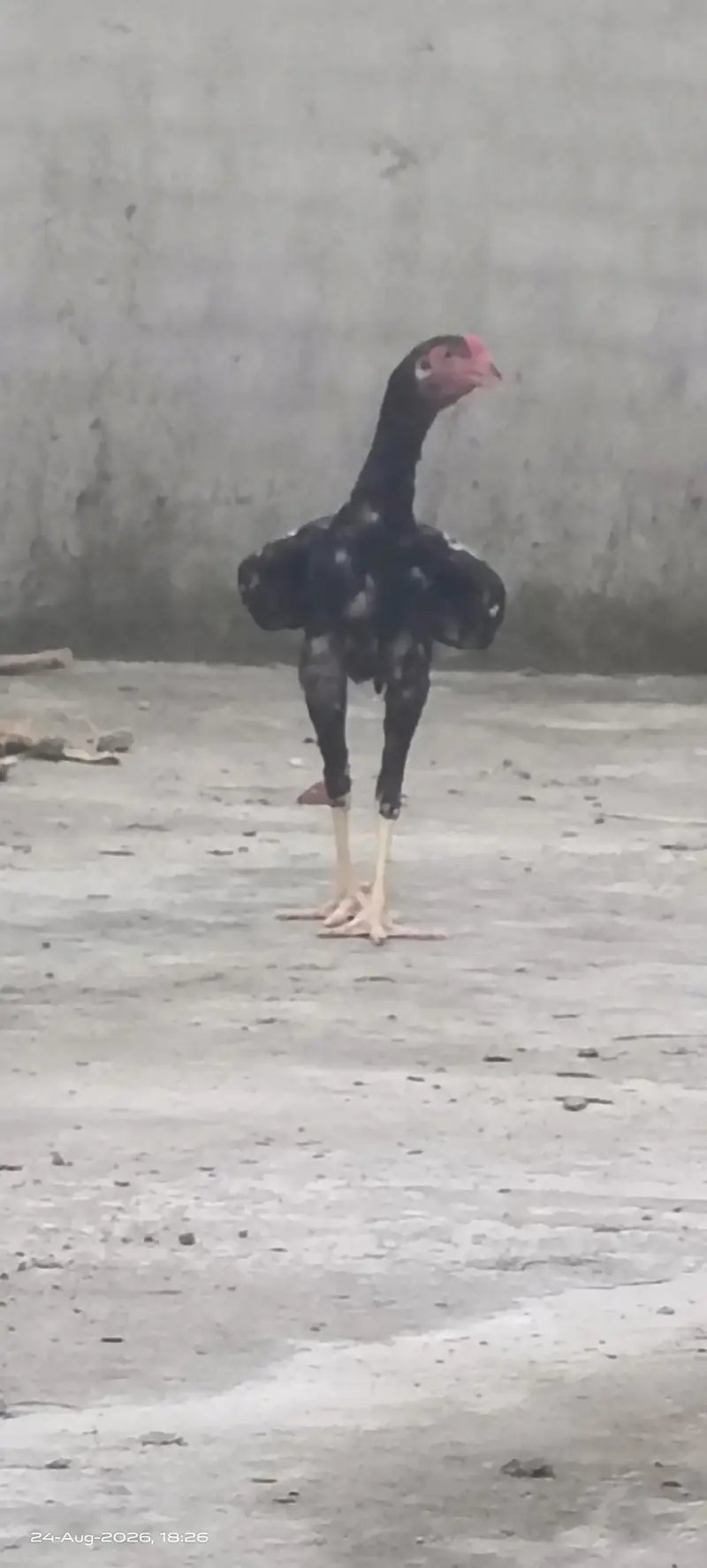 Excellent Breed پٹھے — photo 6