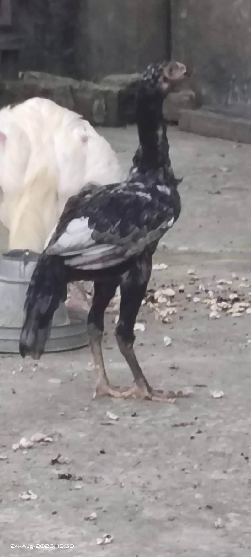 Excellent Breed پٹھے 6