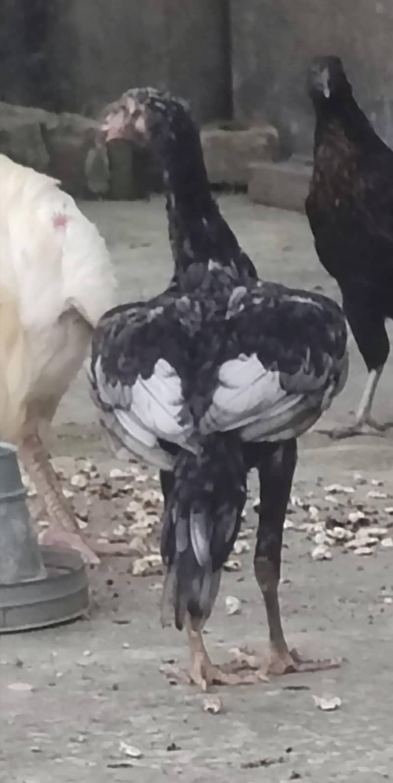 Excellent Breed پٹھے 7