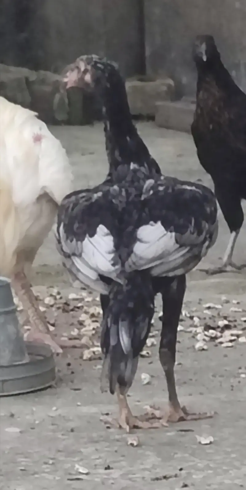 Excellent Breed پٹھے — photo 8