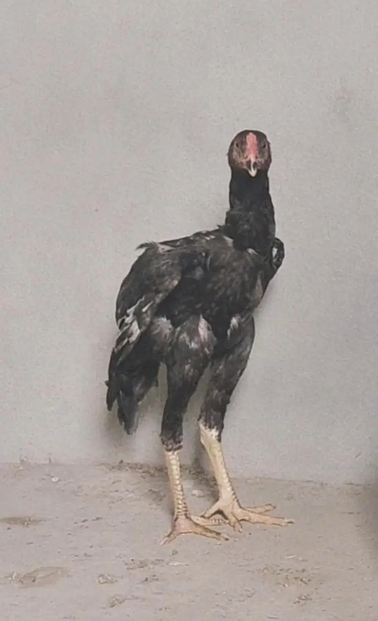 Excellent Breed پٹھے — photo 10