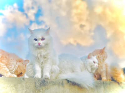Persian tripple coat 1.5 year age male and female