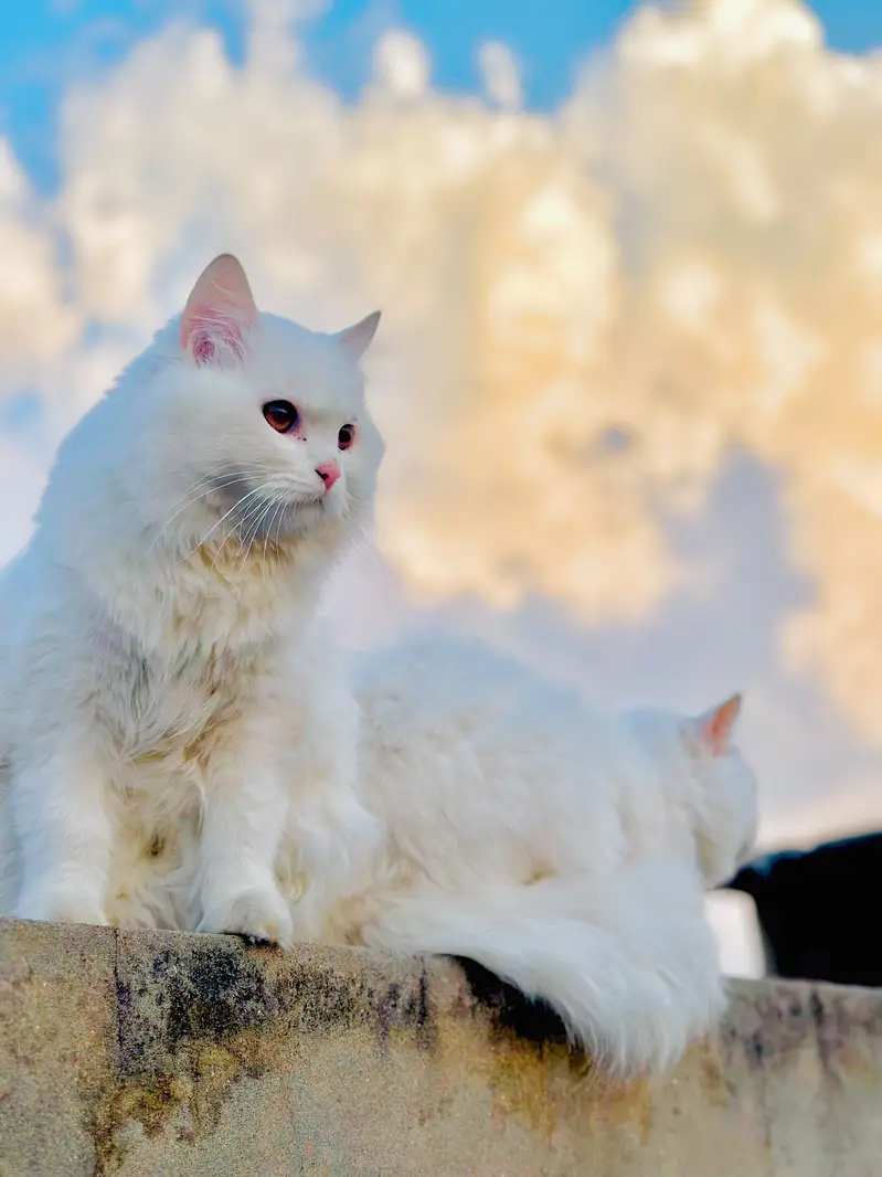 Persian tripple coat 1.5 year age male and female — photo 2