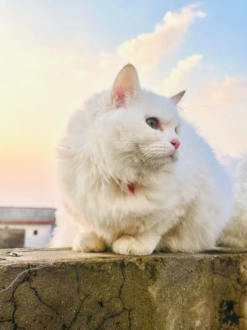 Persian tripple coat 1.5 year age male and female — photo 3
