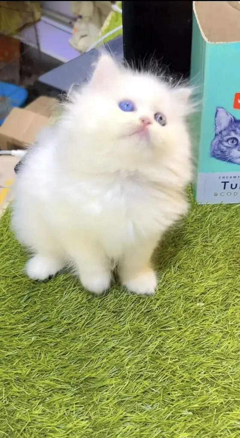 Quality Persian Punchface cat & kitten. moreWhatsApp 03714663282 — photo 3