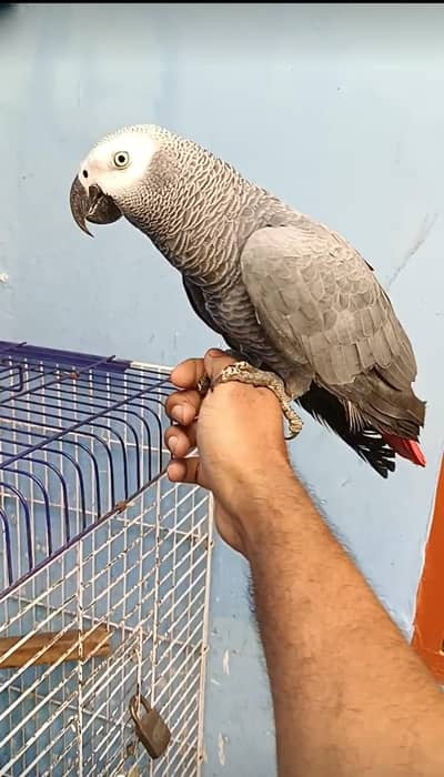 African grey parrort yellow eyes bacho sa bhot koi attractive ha