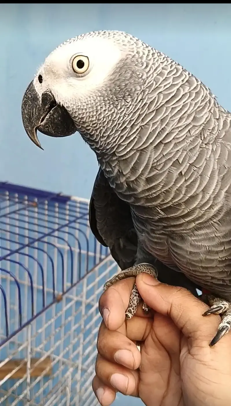 African grey parrort yellow eyes bacho sa bhot koi attractive ha — photo 2