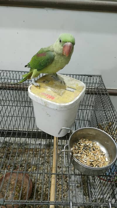 5 month raw parrot female| fully hand tame| best to train for talking