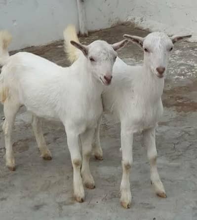 White Teddy Male Female Available for Sale