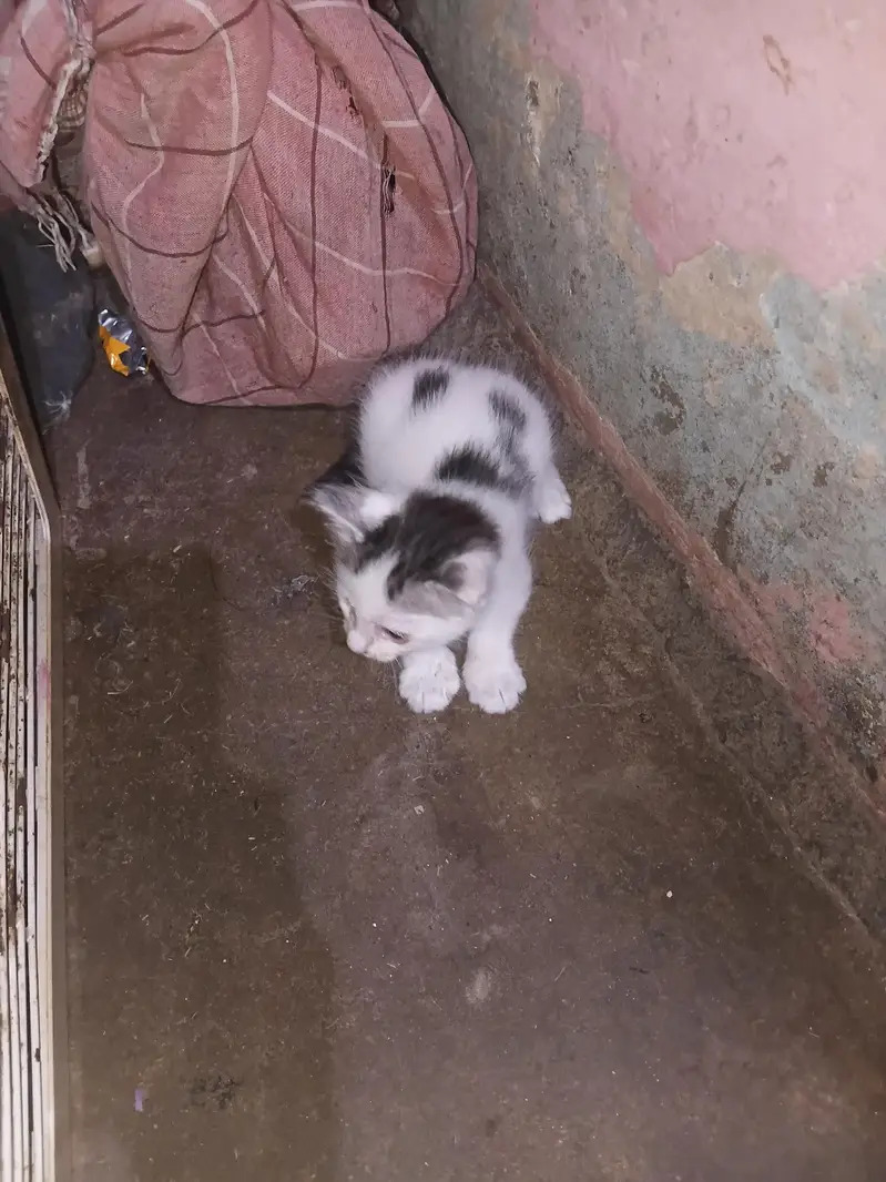 persain ki kars ha bachy 2 month ka ha — photo 2