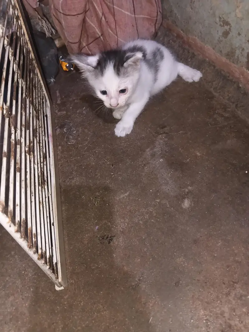 persain ki kars ha bachy 2 month ka ha — photo 3