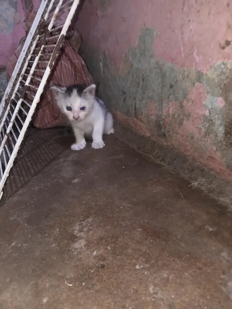 persain ki kars ha bachy 2 month ka ha — photo 4