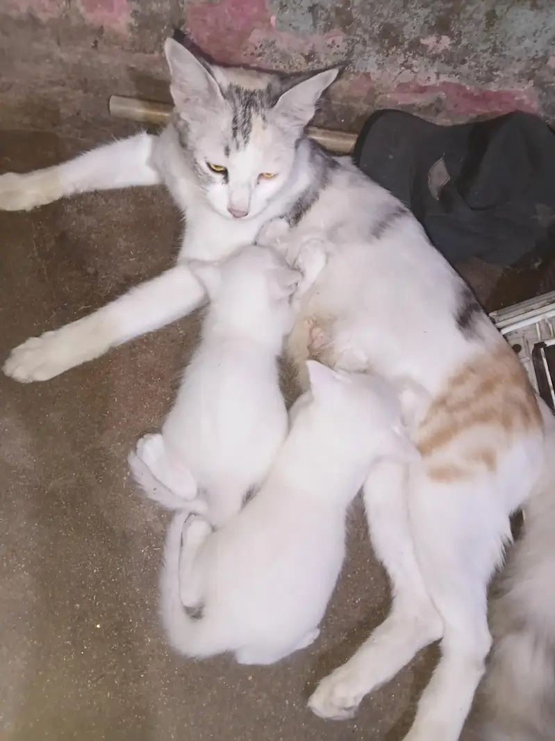persain ki kars ha bachy 2 month ka ha — photo 5