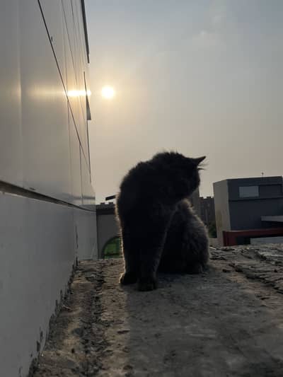 (Triple coat) 1 Year Old Friendly Male Cat for Sale (Yellow Eyes)