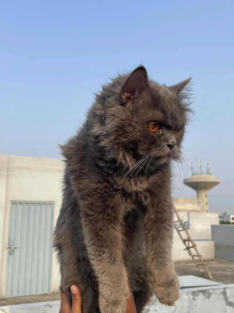 (Triple coat) 1 Year Old Friendly Male Cat for Sale (Yellow Eyes) — photo 2
