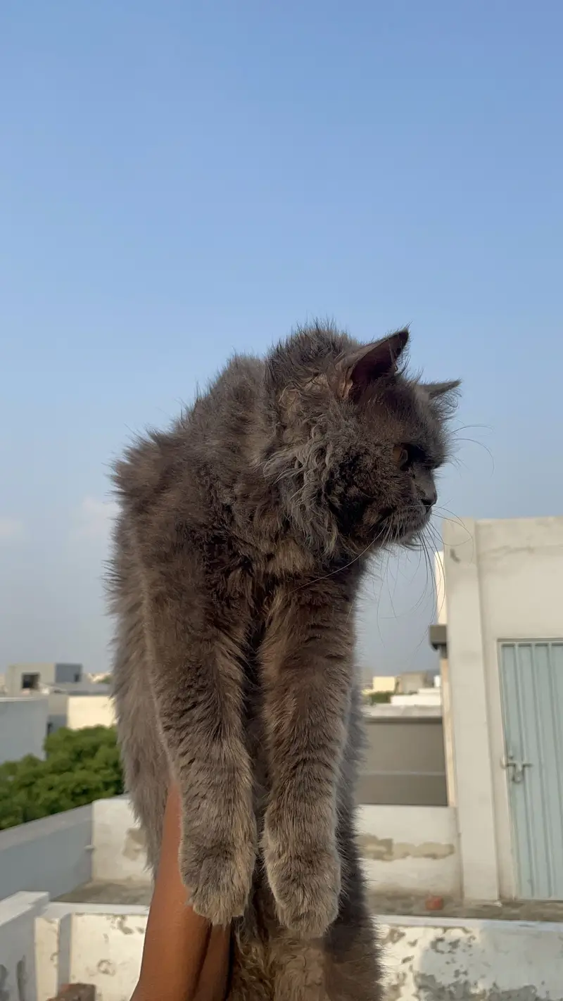 (Triple coat) 1 Year Old Friendly Male Cat for Sale (Yellow Eyes) — photo 3