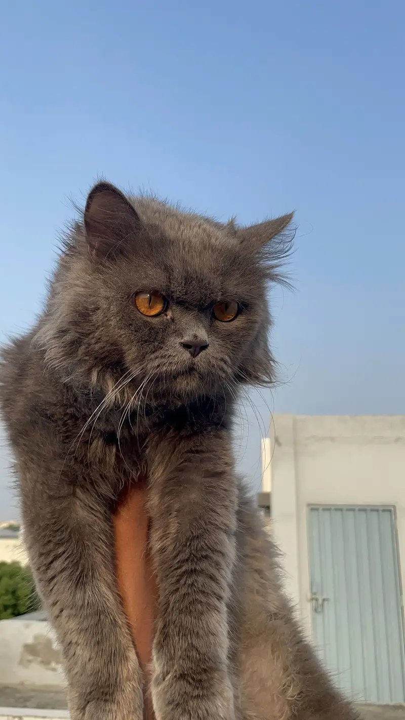 (Triple coat) 1 Year Old Friendly Male Cat for Sale (Yellow Eyes) — photo 4