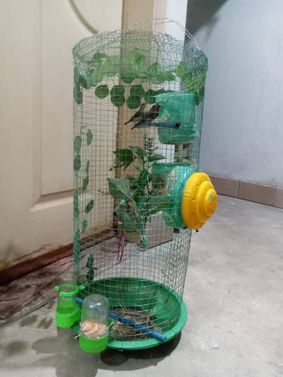 Staburay Finch bird (Lal)