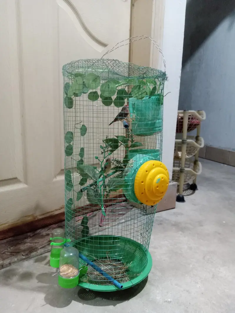 Staburay Finch bird (Lal) — photo 3