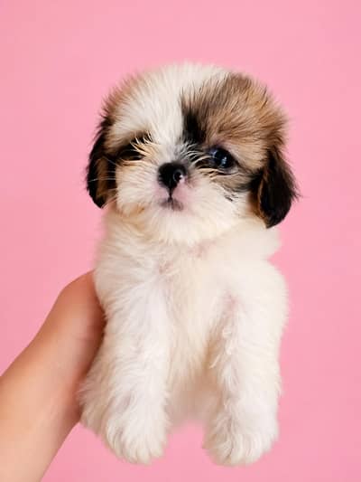 shih tzu cute female puppy beautiful color