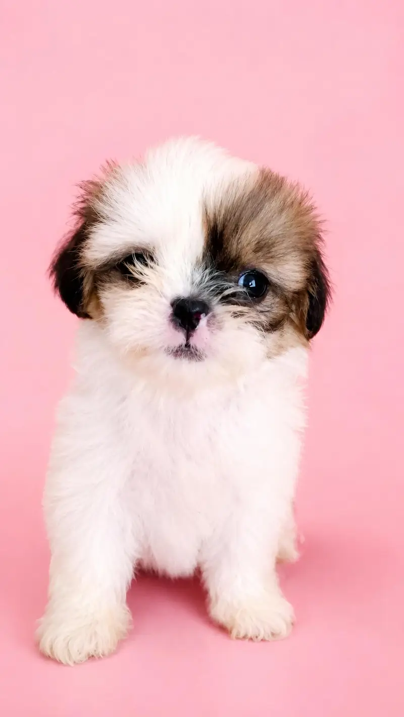 shih tzu cute female puppy beautiful color — photo 2