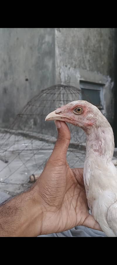 ghr k thi or Pakistani bacha available father picture attached