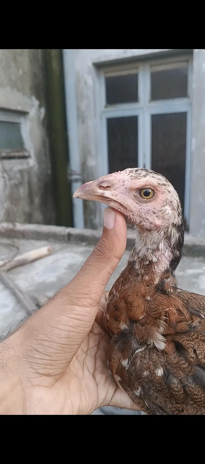 ghr k thi or Pakistani bacha available father picture attached — photo 6