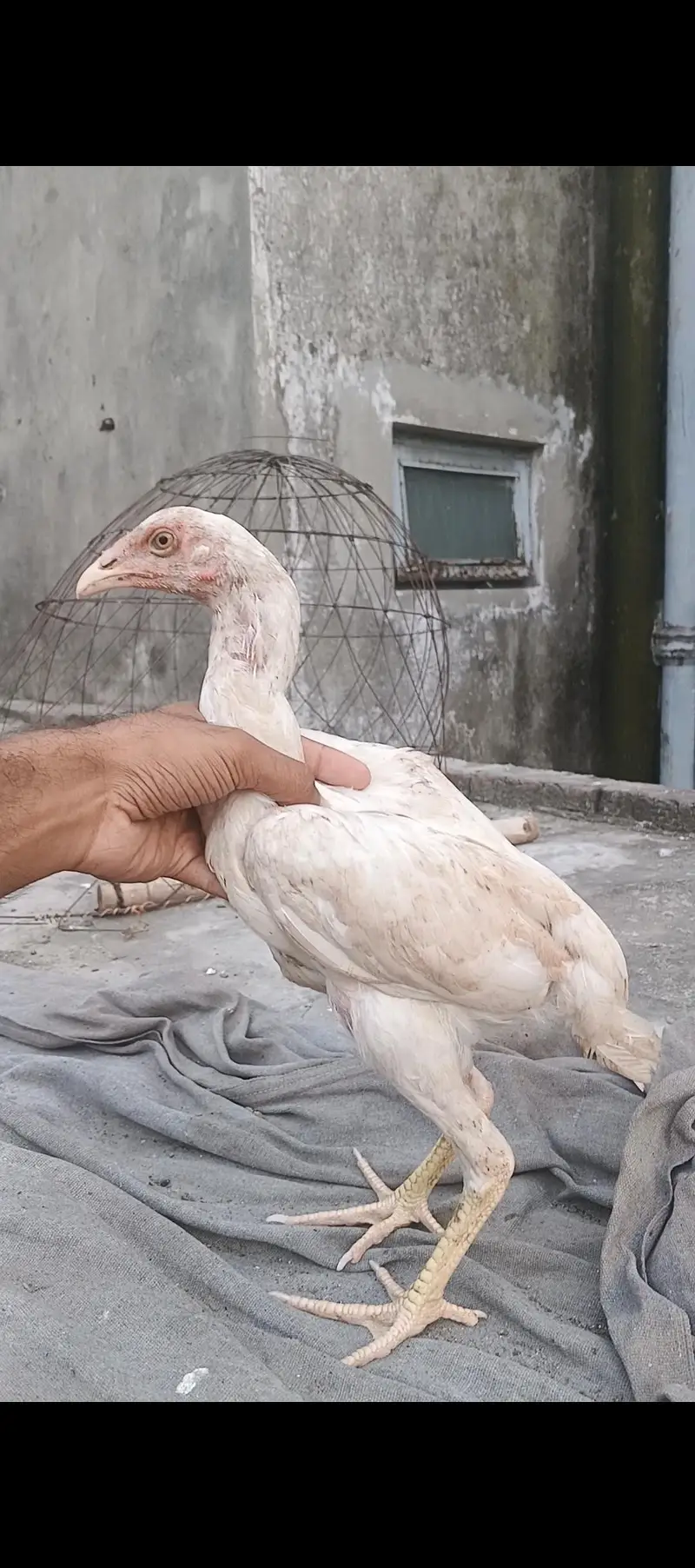ghr k thi or Pakistani bacha available father picture attached — photo 9