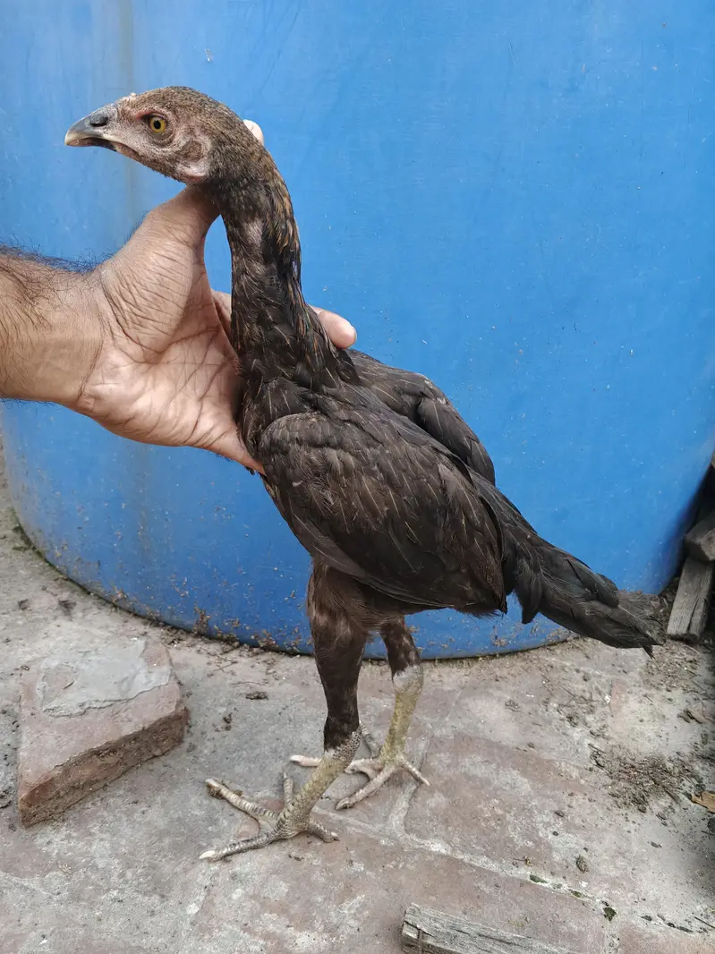 ghr k thi or Pakistani bacha available father picture attached — photo 11