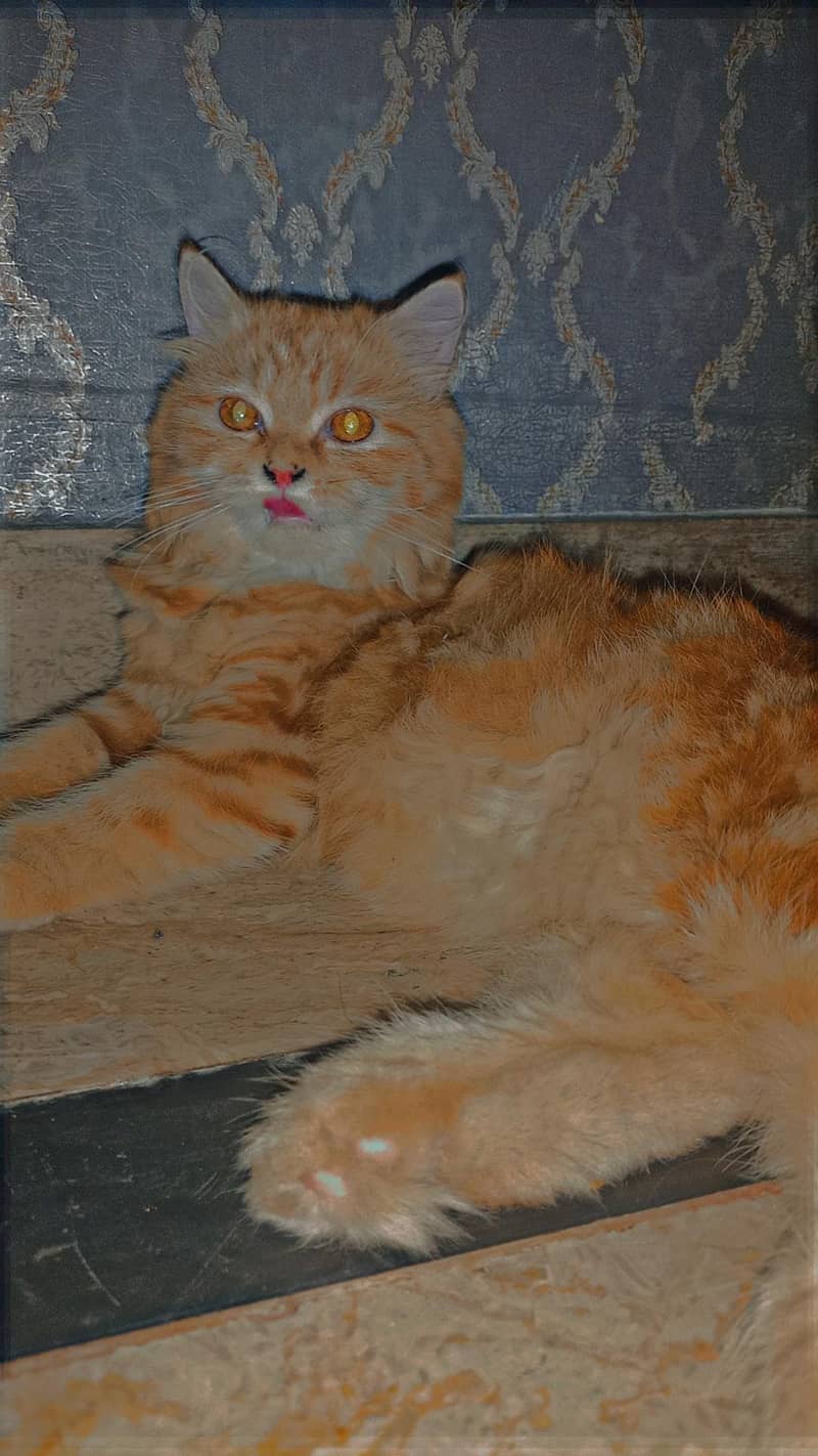 Persian Cat 0