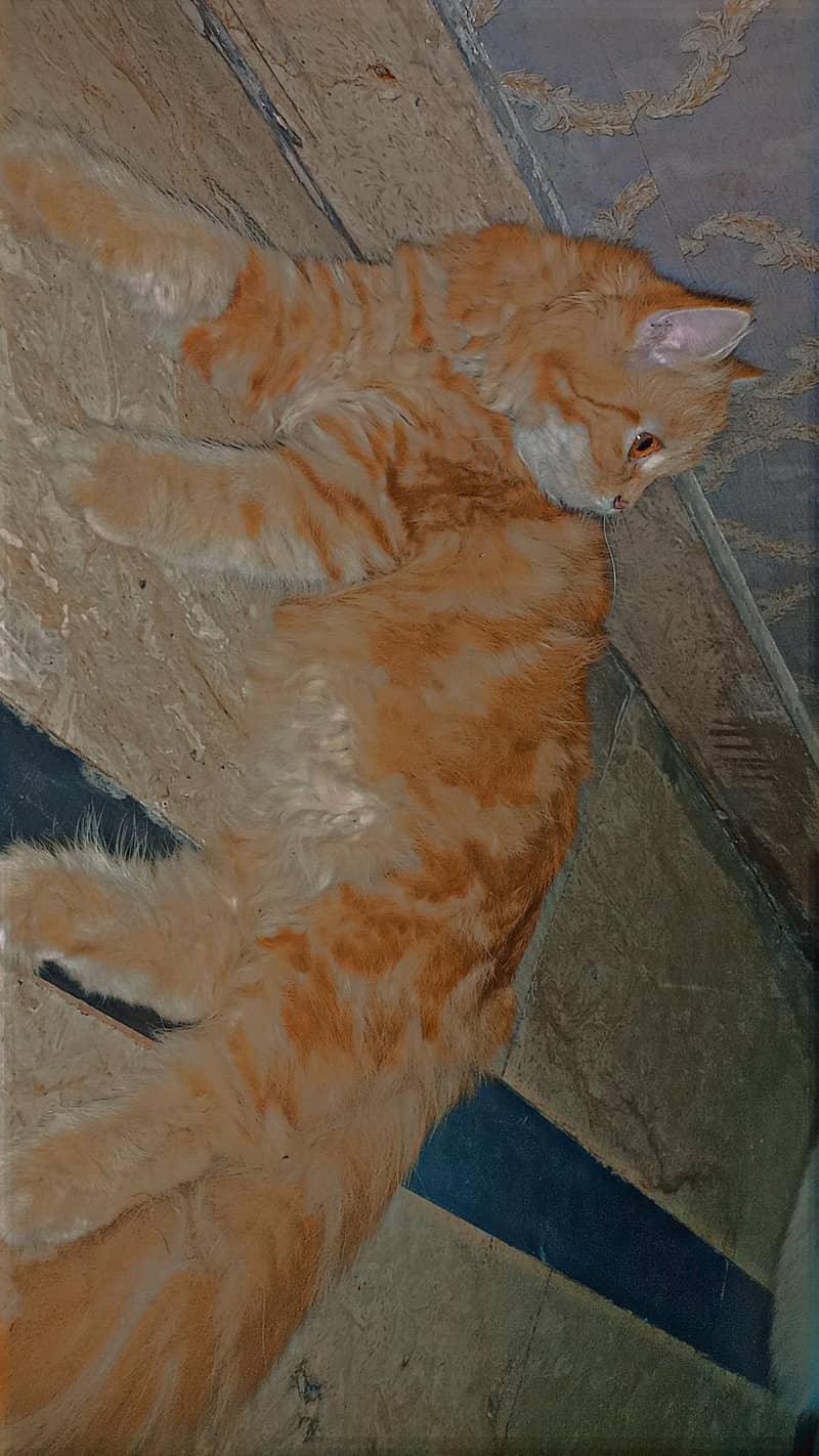 Persian Cat 1