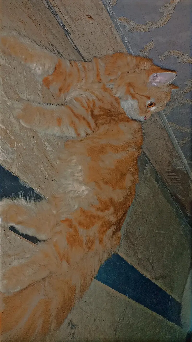 Persian Cat — photo 2