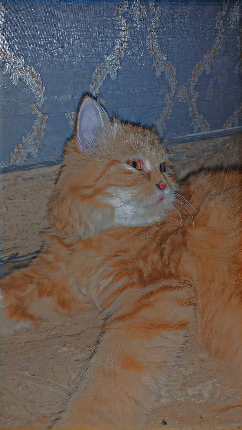 Persian Cat 2