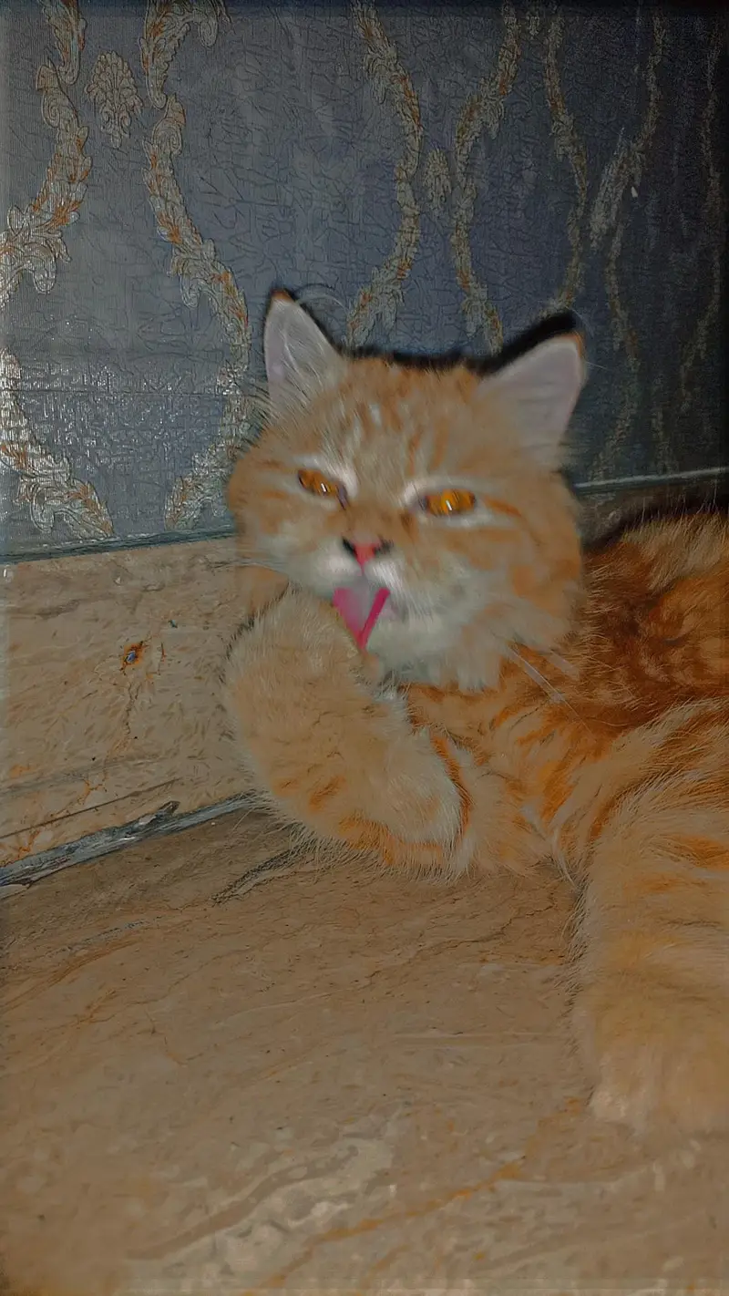 Persian Cat — photo 4